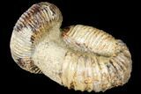 Fossil Heteromorph (Nostoceras) Ammonite - Madagascar #129519-2